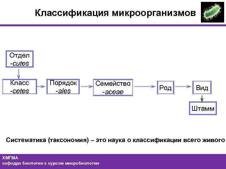 Классификация микроорганизмов Отдел -cutes Класс -cetes Порядок -ales Семейство -aceae Род Вид Штамм Систематика