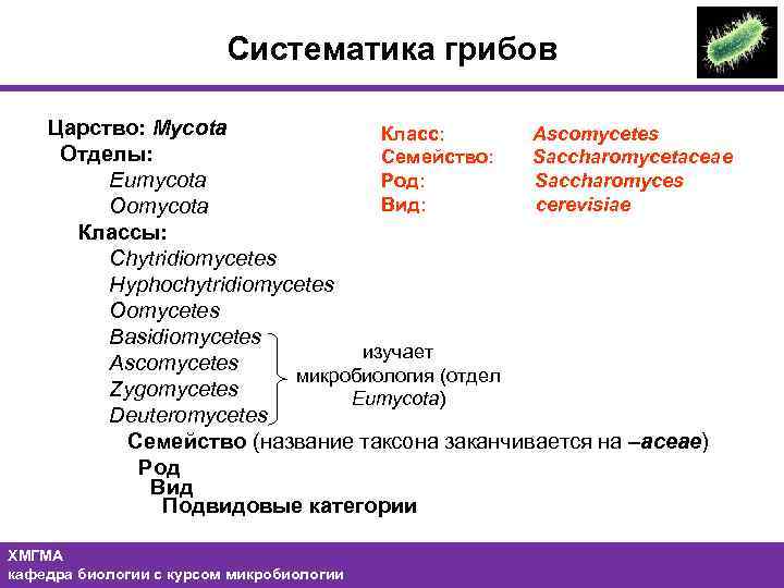 Систематика грибов Царство: Mycota Класс: Ascomycetes Отделы: Семейство: Saccharomycetaceae Eumycota Род: Saccharomyces Вид: cerevisiae