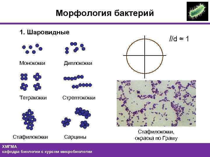 Морфология бактерий 1. Шаровидные Монококки Диплококки Тетракокки l/d ≈ 1 Стрептококки Стафилококки Сарцины ХМГМА