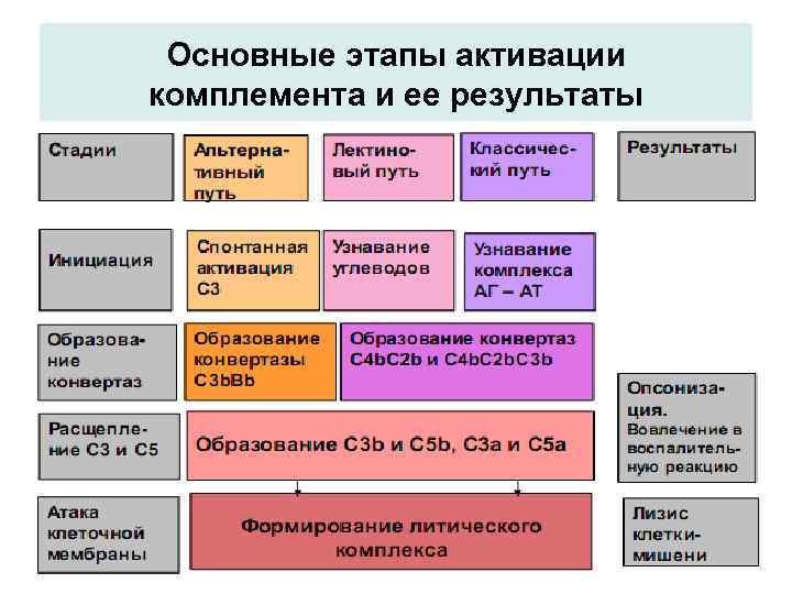 Основные этапы активации комплемента и ее результаты 