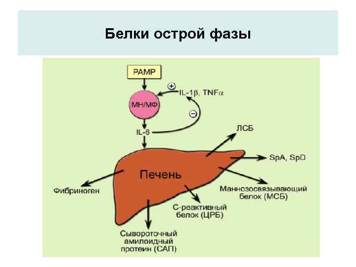 Белки острой фазы 