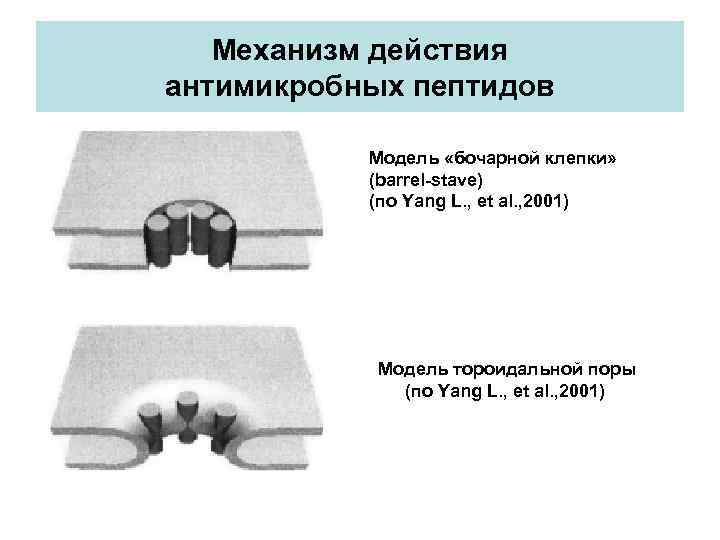Механизм действия антимикробных пептидов Модель «бочарной клепки» (barrel-stave) (по Yang L. , et al.