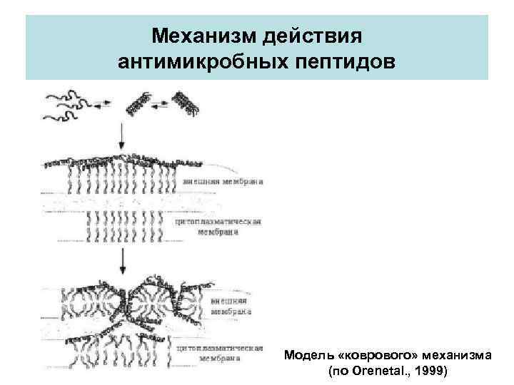 Механизм действия антимикробных пептидов Модель «коврового» механизма (по Orenetal. , 1999) 