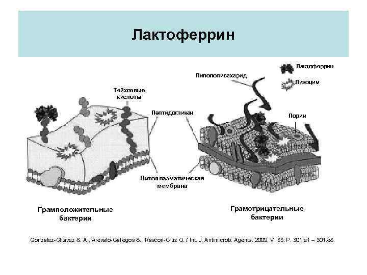 Лактоферрин Липополисахарид Лизоцим Тейхоевые кислоты Пептидогликан Порин Цитоплазматическая мембрана Грамположительные бактерии Грамотрицательные бактерии Gonzalez-Chavez