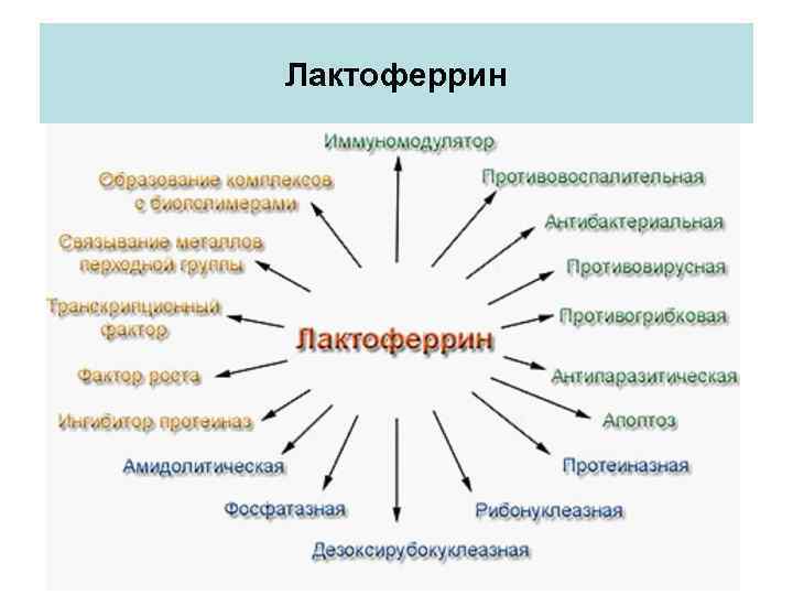 Лактоферрин 