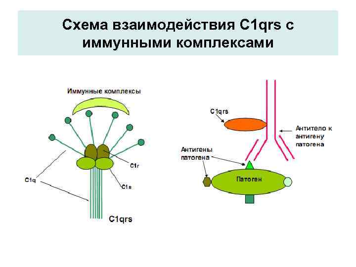 Схема взаимодействия С 1 qrs с иммунными комплексами 