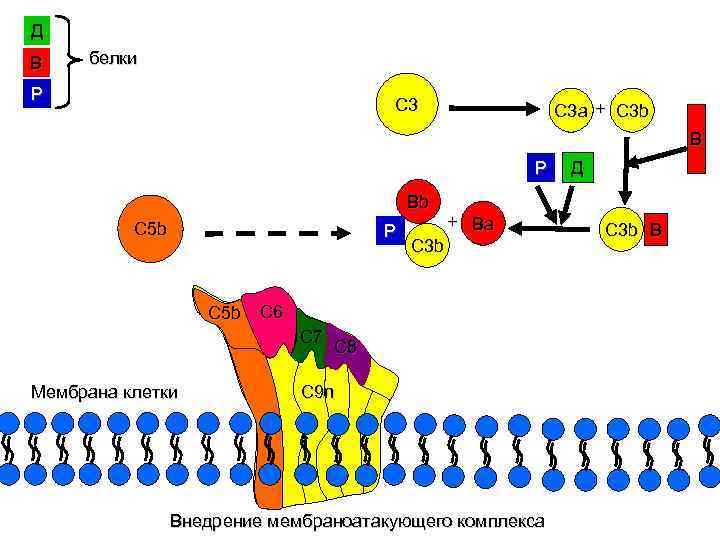 Д В белки Р С 3 a + С 3 b В Р Bb