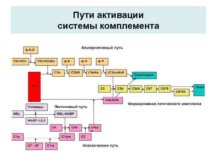 Пути активации системы комплемента 