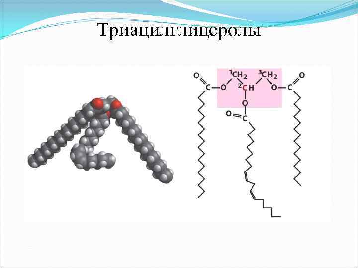 Триацилглицеролы 