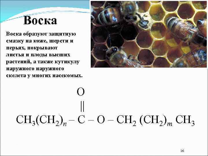Воска образуют защитную смазку на коже, шерсти и перьях, покрывают листья и плоды высших