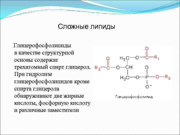 Схема синтеза глицерофосфолипидов