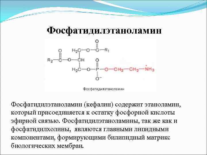 Фосфатидилэтаноламин (кефалин) содержит этаноламин, который присоединяется к остатку фосфорной кислоты эфирной связью. Фосфатидилэтаноламины, так