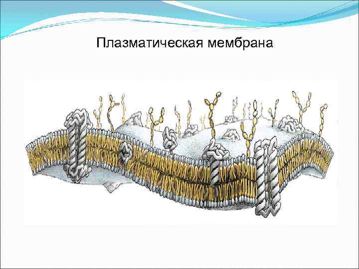 Плазматическая мембрана 