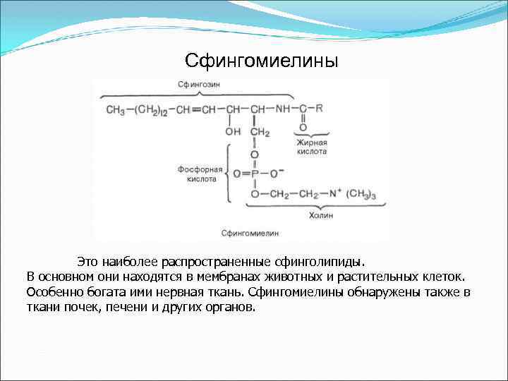Сфингомиелины Это наиболее распространенные сфинголипиды. В основном они находятся в мембранах животных и растительных