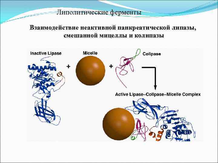  Липолитические ферменты Взаимодействие неактивной панкреатической липазы, смешанной мицеллы и колипазы 