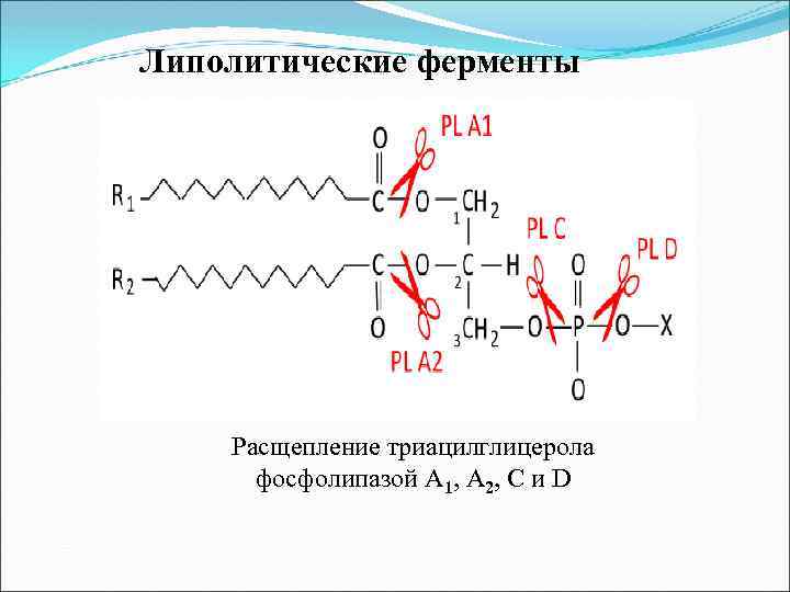 Липолитические ферменты Расщепление триацилглицерола фосфолипазой А 1, А 2, С и D 