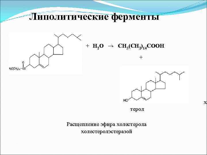 Липолитические ферменты + Н 2 О → СН 3(СН 2)14 СООН + хо терол