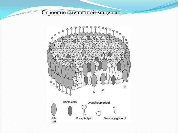  Строение смешанной мицеллы 