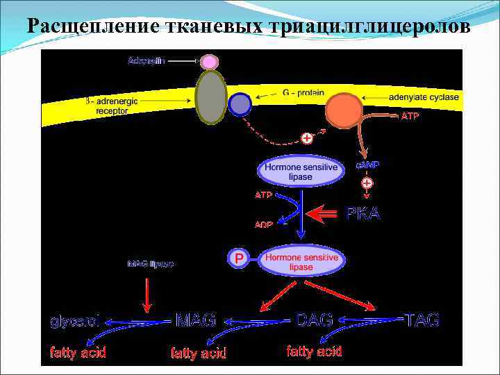 Расщепление тканевых триацилглицеролов 
