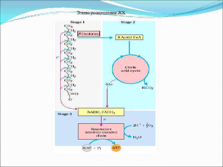  Этапы расщепления ЖК 