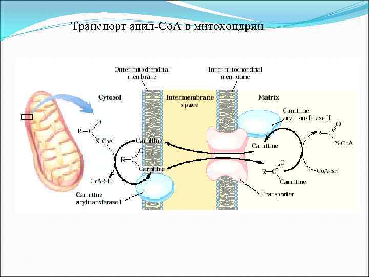  Транспорт ацил-Co. A в митохондрии 
