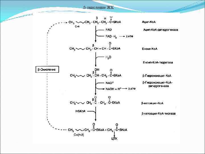  ß-окисление ЖК 