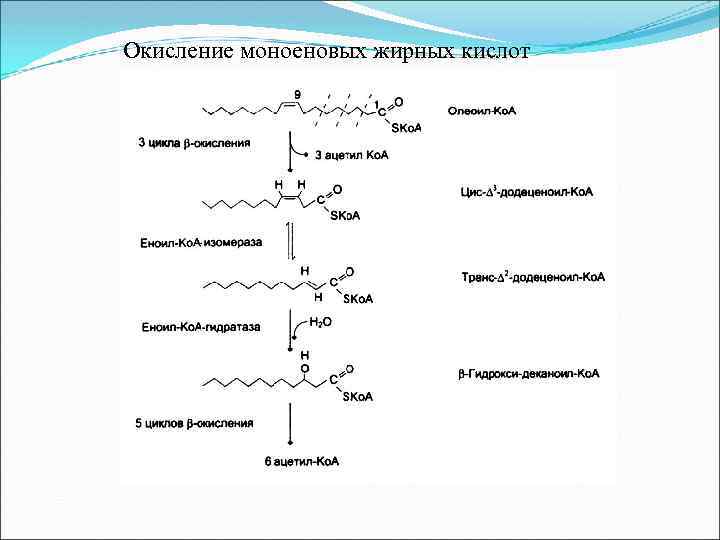  Окисление моноеновых жирных кислот 