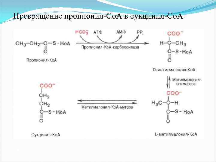  Превращение пропионил-Со. А в сукцинил-Со. А 