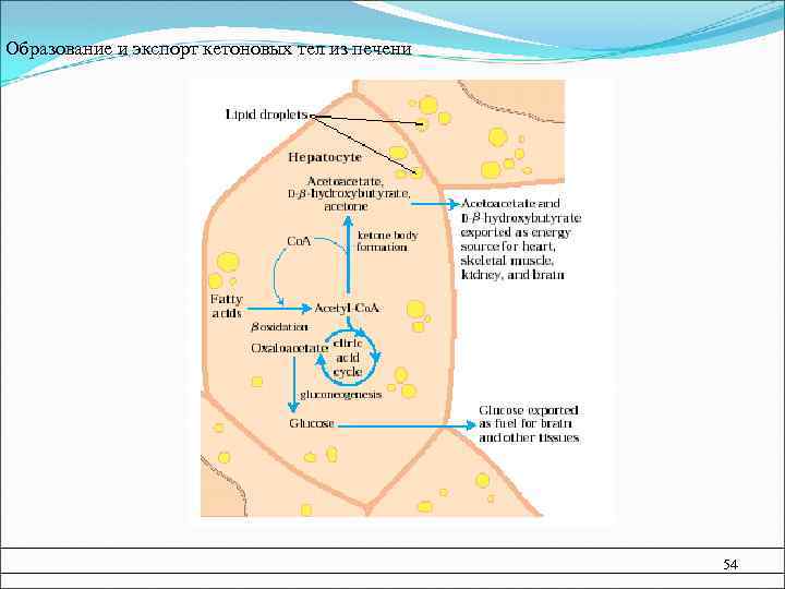  Образование и экспорт кетоновых тел из печени 54 