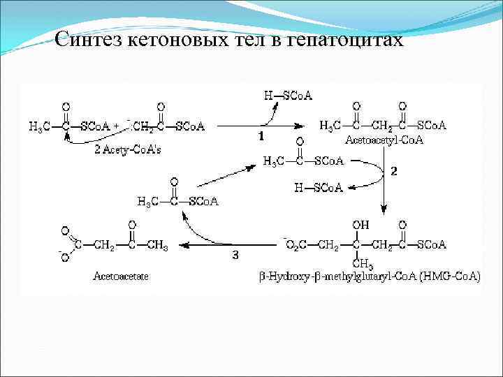  Синтез кетоновых тел в гепатоцитах 