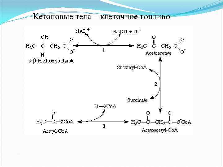  Кетоновые тела – клеточное топливо 