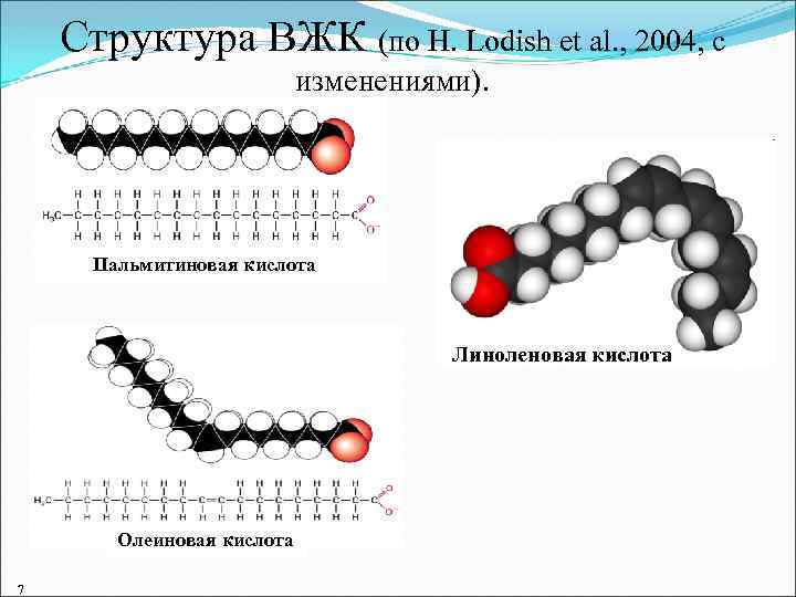 Структура ВЖК (по H. Lodish et al. , 2004, с изменениями). Пальмитиновая кислота Линоленовая