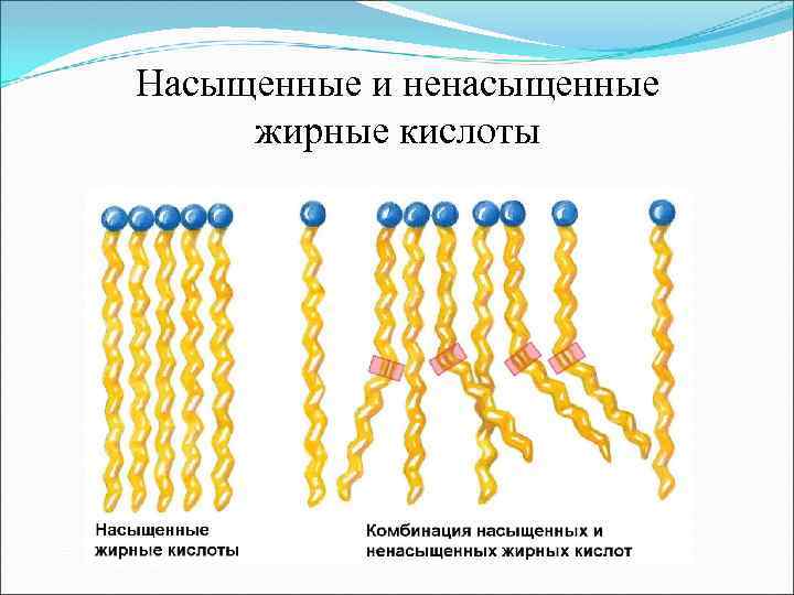 Насыщенные и ненасыщенные жирные кислоты 