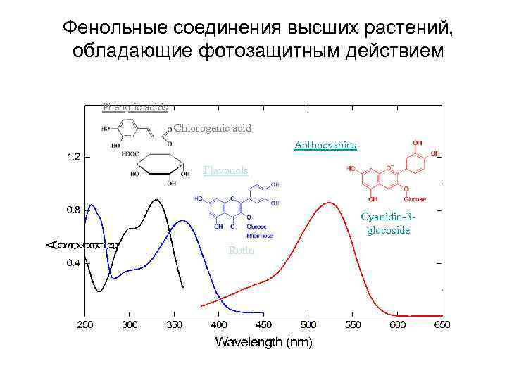 Фенольные соединения высших растений, обладающие фотозащитным действием Phenolic acids Chlorogenic acid Anthocyanins Flavonols Cyanidin-3