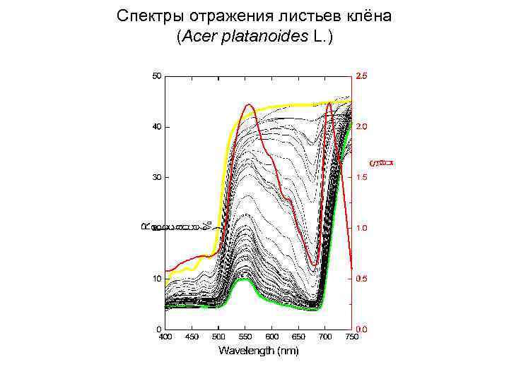 Спектры отражения листьев клёна (Acer platanoides L. ) 