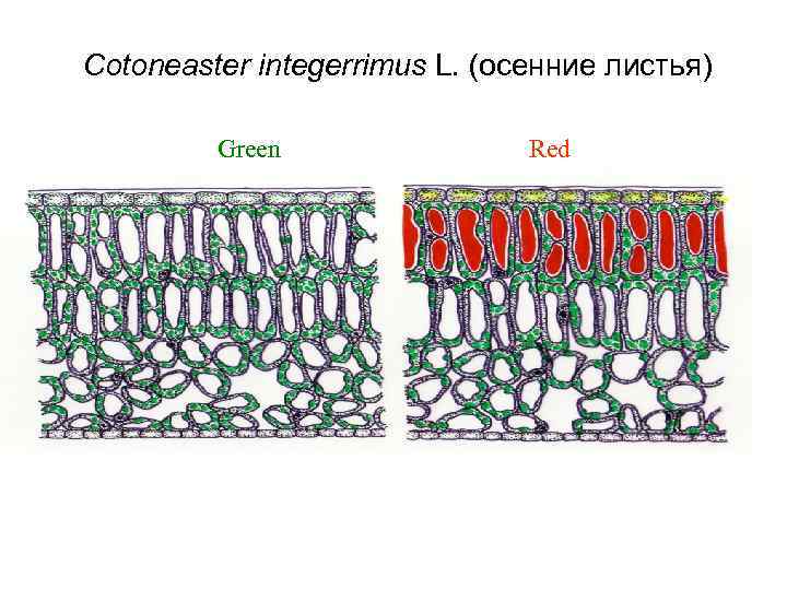 Cotoneaster integerrimus L. (осенние листья) Green Red 