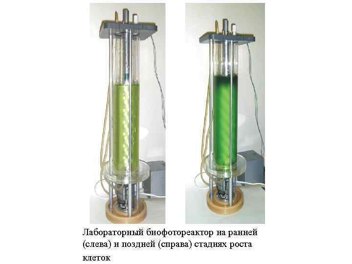 Лабораторный биофотореактор на ранней (слева) и поздней (справа) стадиях роста клеток 