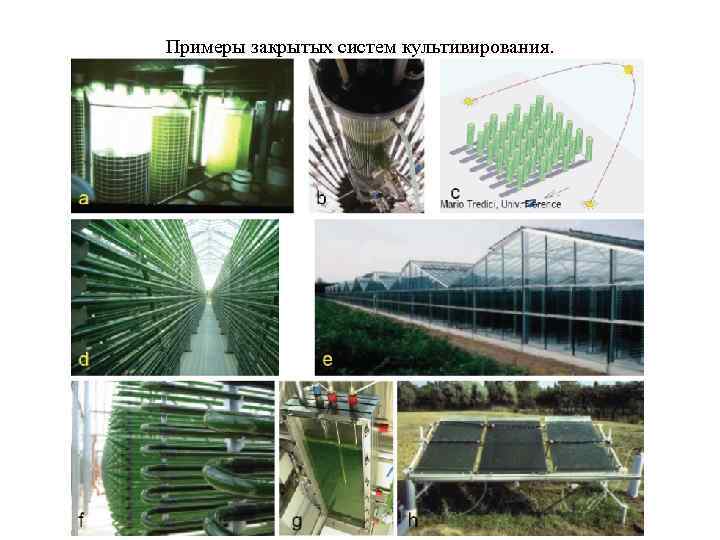 Примеры закрытых систем культивирования. 