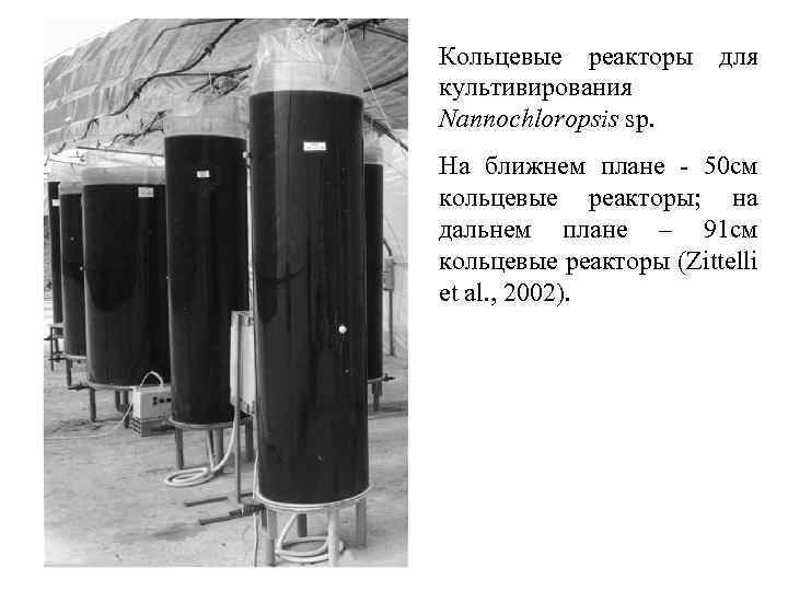 Кольцевые реакторы культивирования Nannochloropsis sp. для На ближнем плане - 50 cм кольцевые реакторы;
