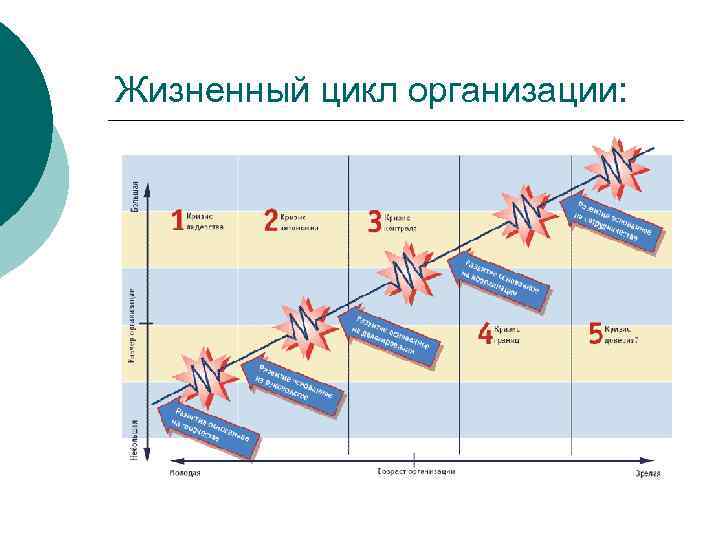 Жизненный цикл организации: 