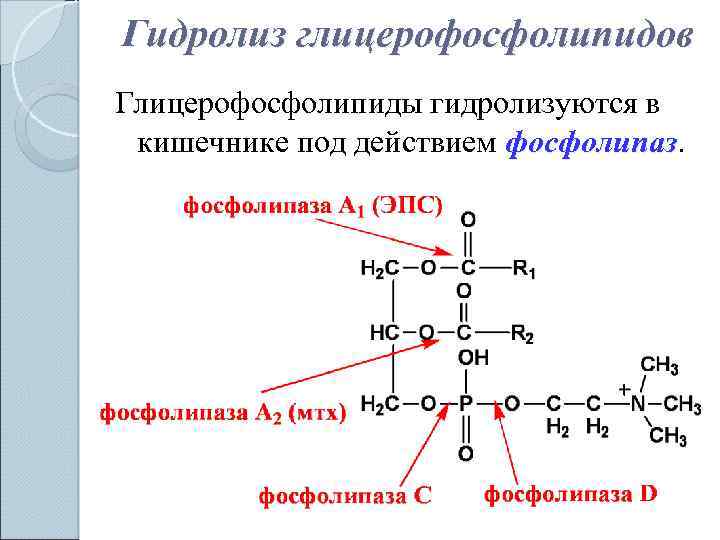 Фосфолипид фермент. Гидролиз фосфолипидов фосфолипазой а2. Схема распада глицерофосфолипидов. Фосфатидилхолин под действием фосфолипазы. Фосфолипаза а1 реакция фосфатидилхолин.