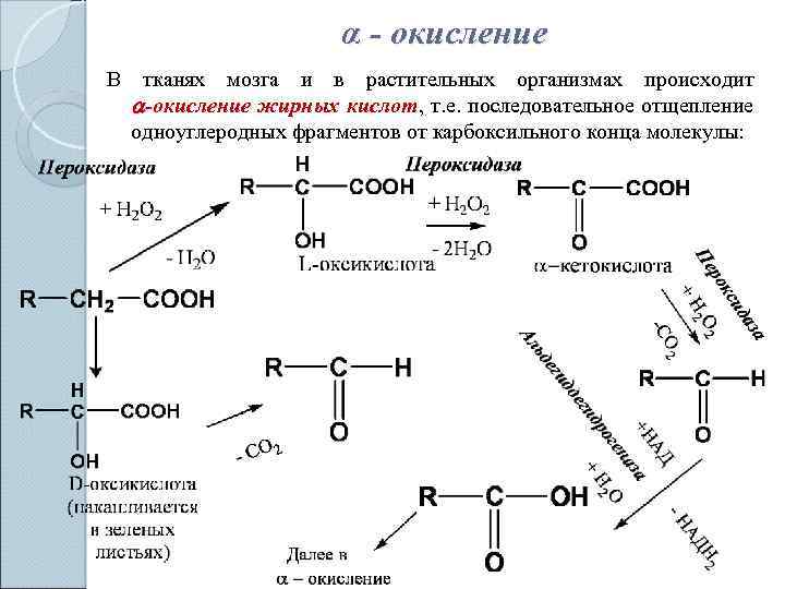 Тканевое окисление жирных кислот