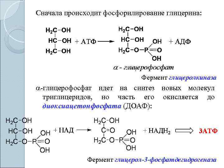 Реакция образования глицерина. Глицерин глицеролкиназа реакция. Синтез глицерофосфата. Фосфорилирование глицерина. Синтез глицерина.