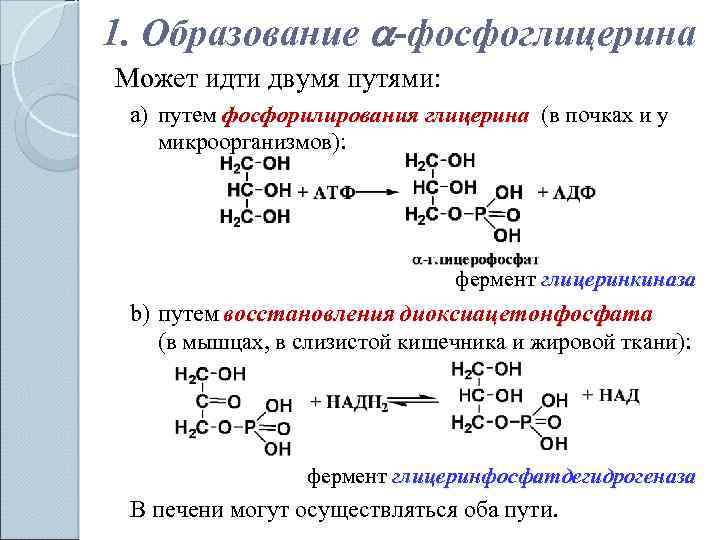 Липиды образуются из глицерина