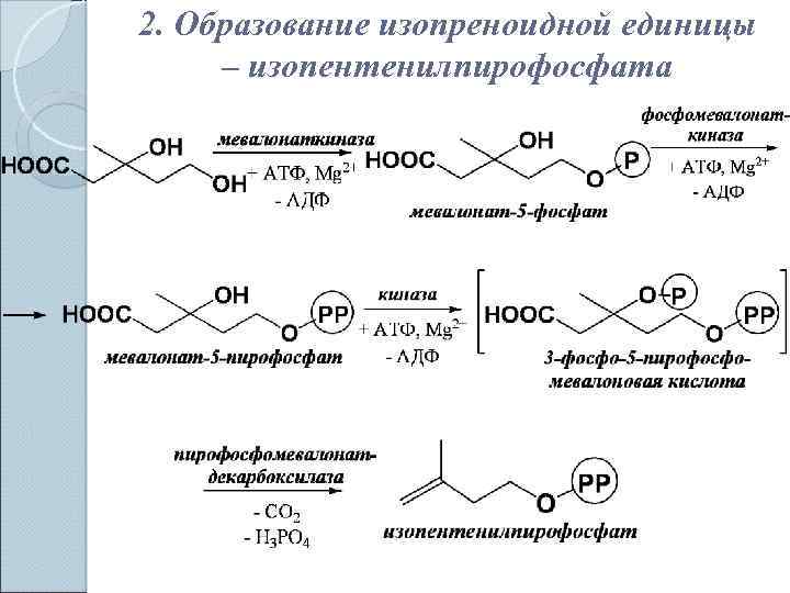 Геранилпирофосфат из активного изопрена с5 образуется в процессе синтеза холестерина по схеме