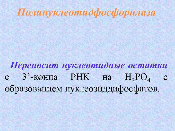 Полинуклеотидфосфорилаза Переносит нуклеотидные остатки с 3’-конца РНК на Н 3 РО 4 с образованием