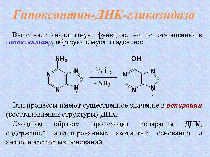 Гипоксантин формула. Гипоксантин. Ксантин и гипоксантин. Гипоксантин структурная формула. Строение гипоксантина.