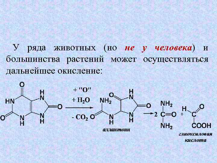 У ряда животных (но не у человека) и человека большинства растений может осуществляться дальнейшее