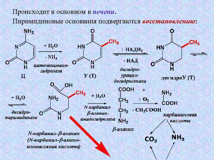 Происходит в основном в печени Пиримидиновые основания подвергаются восстановлению: восстановлению 