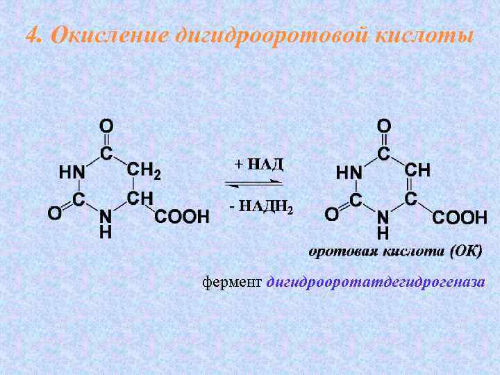 Дегидрирование кислоты. Оротовая кислота реакции. Дигидрооротатдегидрогеназа. Дигидрооротатдегидрогеназа реакция. Оротовая кислота биохимия.